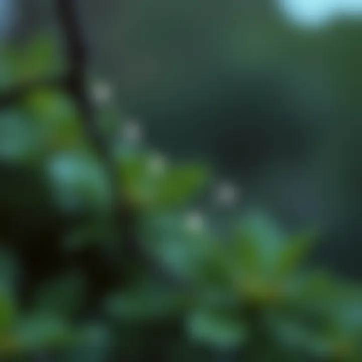 Diagram of a binary tree showing nodes and highlighting the lowest common ancestor between two nodes